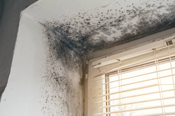 Affordable Mold Remediation solutions in Lexington, IL